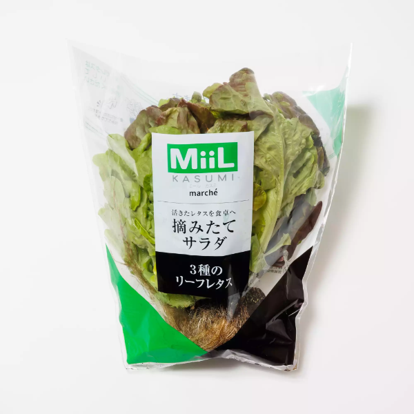 摘みたてサラダ　3種のリーフレタス